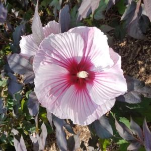 Meet your Posher, Sindy